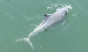 Video người dân thích thú chiêm ngưỡng đàn cá heo bơi lượn trên biển ở Quảng Ninh