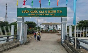 Vụ hàng trăm héc-ta rừng bị tàn phá: UBND tỉnh Cà Mau đã có báo cáo xử lý