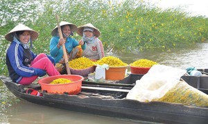 Mùa điên điển trổ bông