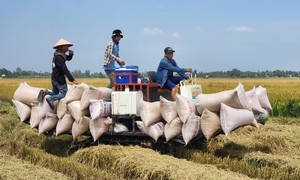 Nông dân miền Tây phấn khởi vì lúa Hè Thu trúng mùa, được giá