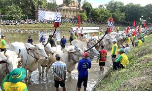 Lễ hội đua bò Bảy Núi - di sản văn hóa sống động của vùng đất An Giang