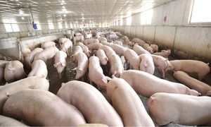 Đồng Nai: Chuyển hồ sơ trại nuôi lợn nhiễm chất cấm sang Công an để điều tra