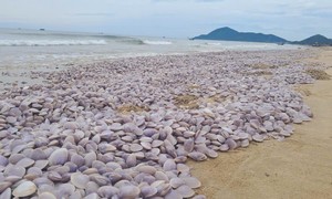 Đánh bắt bằng cách dùng vòi xịt áp lực cao góp phần khiến ngao chết hàng loạt trên bãi biển