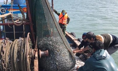 Bắt quả tang 4 tàu cá đánh bắt hải sản sai quy định tại khu vực phao số 0