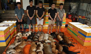 Công an TPHCM triệt phá băng trộm chó mèo chuyên nghiệp, quy mô lớn, cung cấp thịt cho nhiều tỉnh, thành