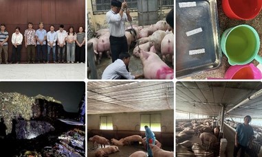 Công an TPHCM triệt phá đường dây ‘vỗ béo’ heo bằng chất độc hại, đã bán ra thị trường hơn 10.000 tấn heo