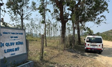 5 nhân viên bảo vệ rừng bị ong đốt, 1 người tử vong