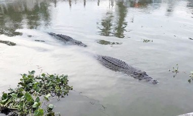 Xác minh làm rõ thông tin người dân trình báo phát hiện 2 con cá sấu ‘trăm ký’ nổi trên sông