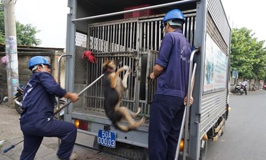 Phường Đông Hòa lập đội chuyên trách bắt và xử lý động vật thả rông