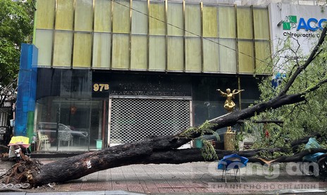 TPHCM: Cây me bật gốc ngã đè nhiều xe máy trong cơn mưa