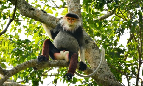 Voọc (Gibbon): Với những đường cong mềm mại của cơ thể và chóp đầu lồi lõm đầy dịu dàng, loài voọc đang là một trong những loài động vật được yêu thích nhất trên thế giới. Hãy xem qua hình ảnh của loài voọc và khám phá sự độc đáo và tuyệt vời của chúng.