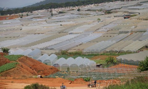 Mô hình trồng rau khí canh ở Đà Lạt  Dân Việt