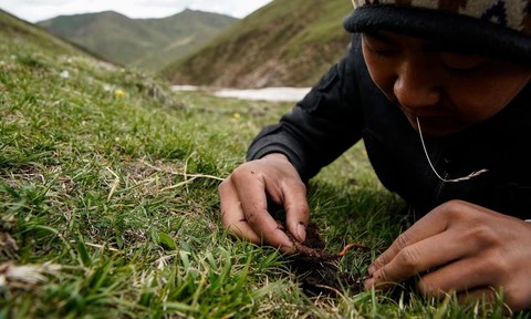 Hành trình khắc nghiệt tìm đông trùng hạ thảo trên nóc nhà thế giới