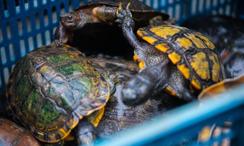 62 con rùa quý hiếm do Phật tử phóng sanh tại chùa được thả về tự nhiên