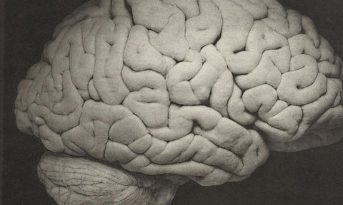 Công nghệ não lùng đóng vai trò gì trong việc nghiên cứu trí thông minh organoid?
