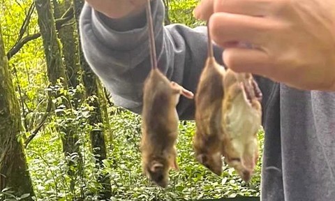 Video săn chuột “quý tộc” để bảo vệ sâm Ngọc Linh