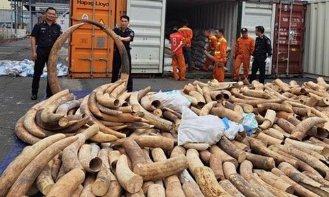 Bắt giữ lô ngà voi nhập lậu lớn nhất từ trước đến nay tại Hải Phòng