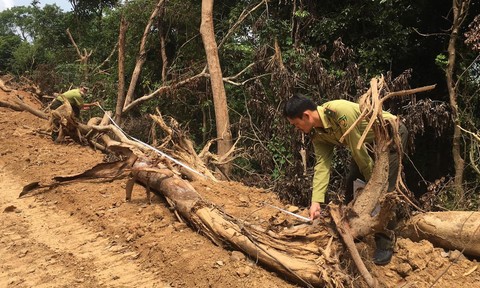 Chủ tịch tỉnh Quảng Ngãi chỉ đạo "nóng" vụ phá rừng mở đường phục vụ thi công