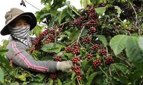 Xuất khẩu cà phê của Việt Nam hướng đến đạt mức kỷ lục mới