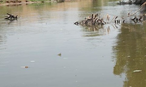 Trước thông tin ‘có cá sấu bơi dưới kênh’, xã khuyến cáo người dân cảnh giác