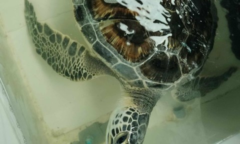 Người dân và cơ quan chức năng ‘giải cứu’ một cá thể rùa biển quý hiếm