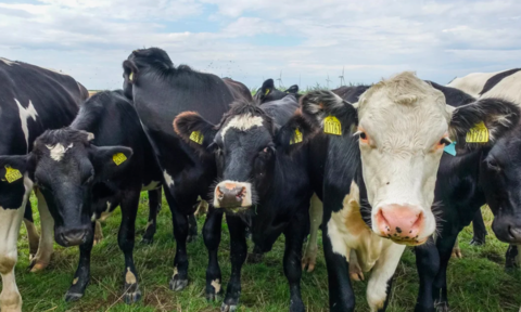 Đan Mạch áp thuế carbon đầu tiên trên thế giới đối với chăn nuôi bò