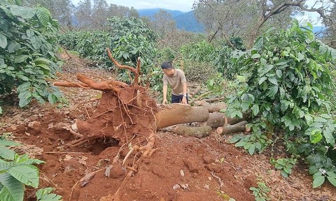 Giông lốc quật đổ hàng loạt cây trồng có giá trị kinh tế ở Gia Lai