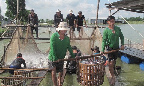 Đồng bằng Sông Cửu Long: Không thể phát triển nếu thiếu liên kết vùng