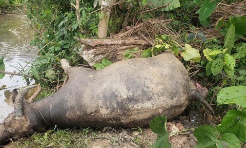 Người dân hoang mang khi đàn trâu 6 con lần lượt chết bất thường trong rừng