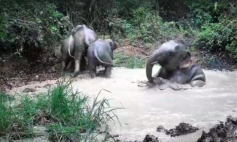 Video: Bẫy ảnh ghi cảnh đàn voi tắm bùn, uống nước trong rừng Mã Đà