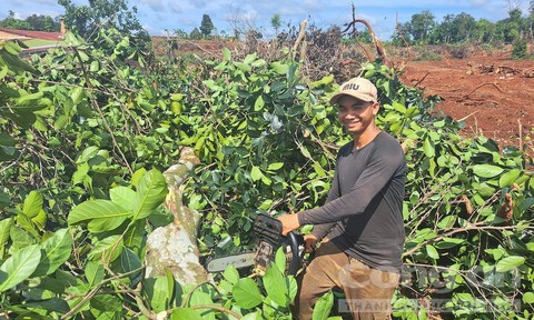 Người dân chặt hạ cây trồng, bàn giao mặt bằng cho cao tốc Quy Nhơn – Pleiku