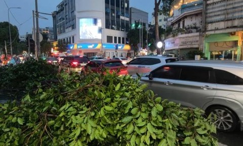 Video: Sau cơn mưa, một cây xanh bật gốc, đè lên hai ôtô ở trung tâm TPHCM