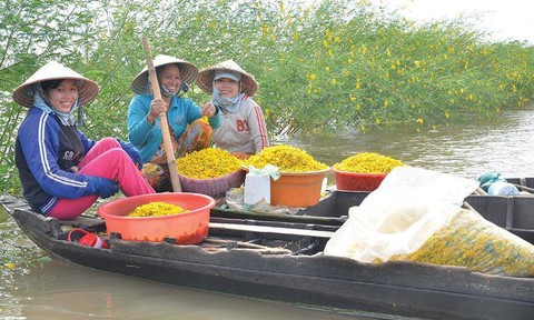 Mùa điên điển trổ bông
