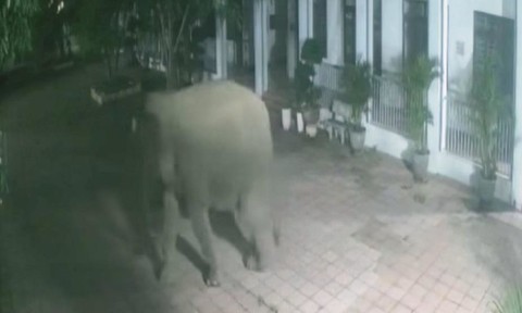 Video: Voi rừng phá tường rào vào khuôn viên trường học ở Sơn La