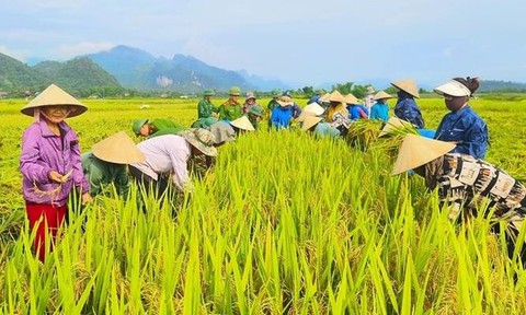 Mùa gặt quê em